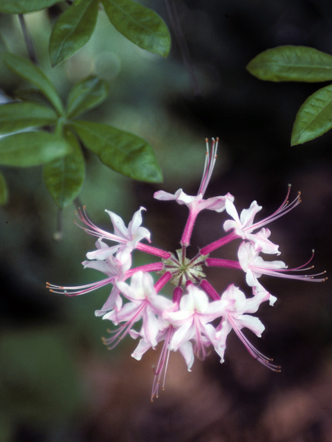 Rhododendron canescens (Mountain azalea) #24182