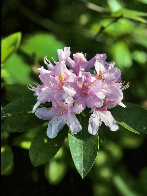 Rhododendron minus (Piedmont rhododendron) #24188