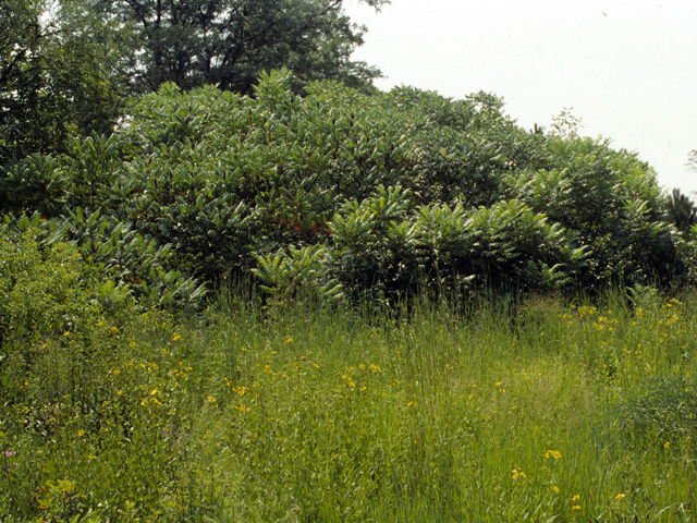 Rhus glabra (Smooth sumac) #24216