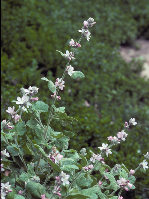 Ribes malvaceum (Chaparral currant) #24270