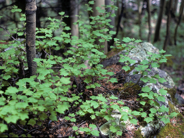 Ribes aureum var. villosum (Clove currant) #24273