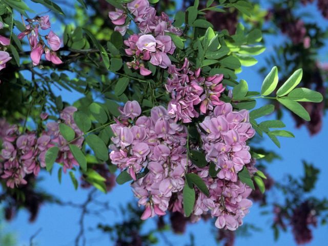 Robinia pseudoacacia (Black locust) #24288