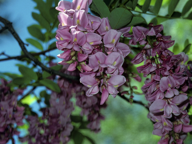 Robinia pseudoacacia (Black locust) #24290