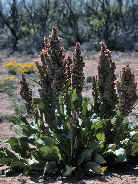 Rumex hymenosepalus (Canaigre dock) #24369