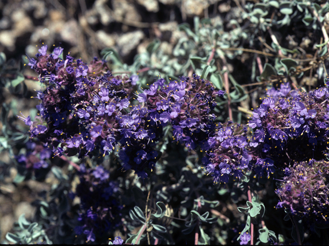 Salvia dorrii ssp. dorrii (Purple sage) #24419