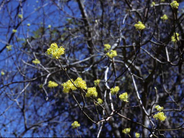 Sassafras albidum (Sassafras) #24499