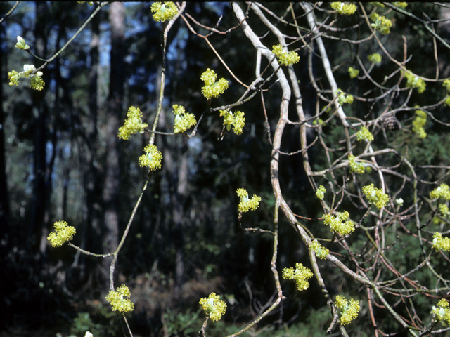 Sassafras albidum (Sassafras) #24500