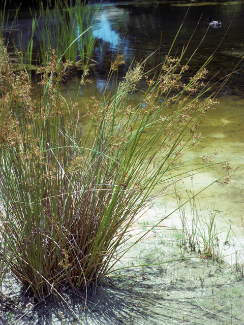 Juncus effusus (Common rush) #24532