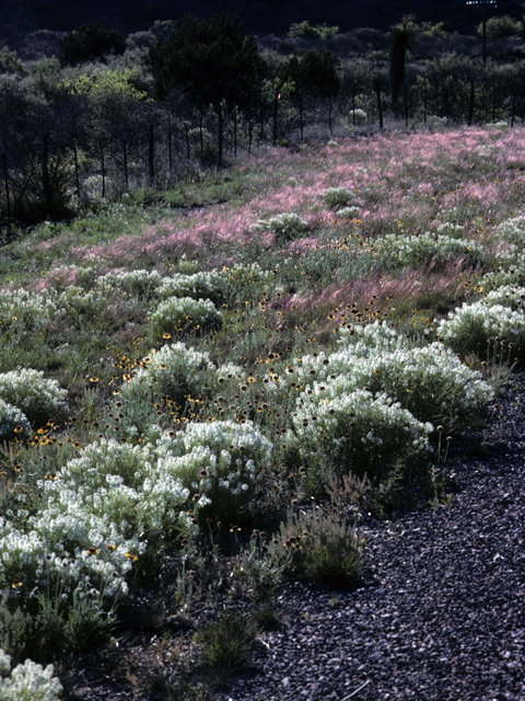 Scleropogon brevifolius (Burrograss) #24537