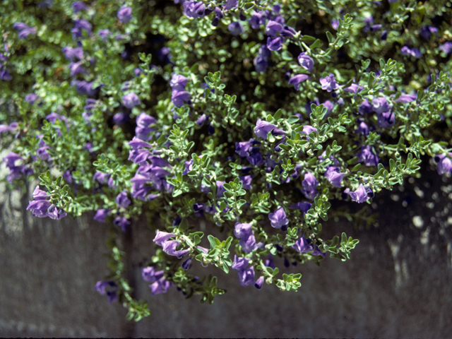 Scutellaria drummondii (Drummond's skullcap) #24543