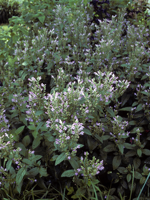 Scutellaria incana (Hoary skullcap) #24548