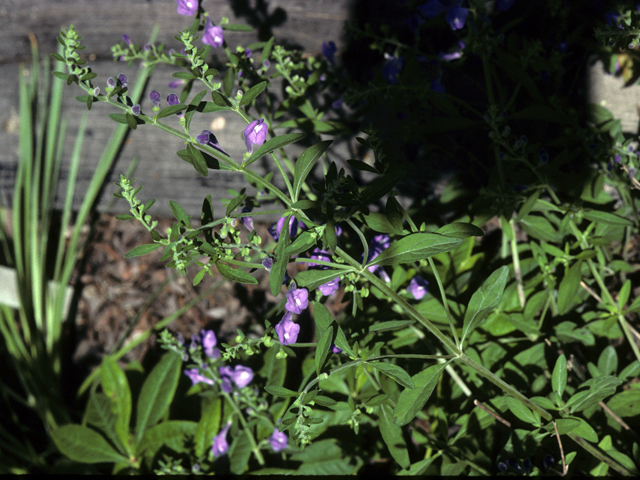 Scutellaria integrifolia (Helmet-flower) #24551