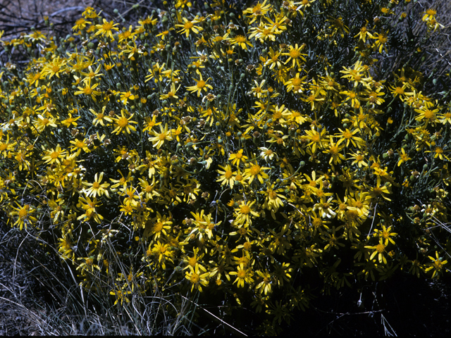 Senecio flaccidus (Threadleaf ragwort) #24557