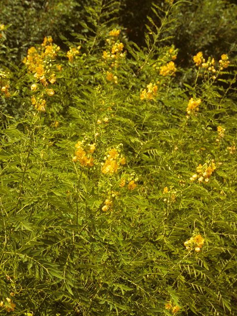 Senna hirsuta var. glaberrima (Woolly senna) #24564