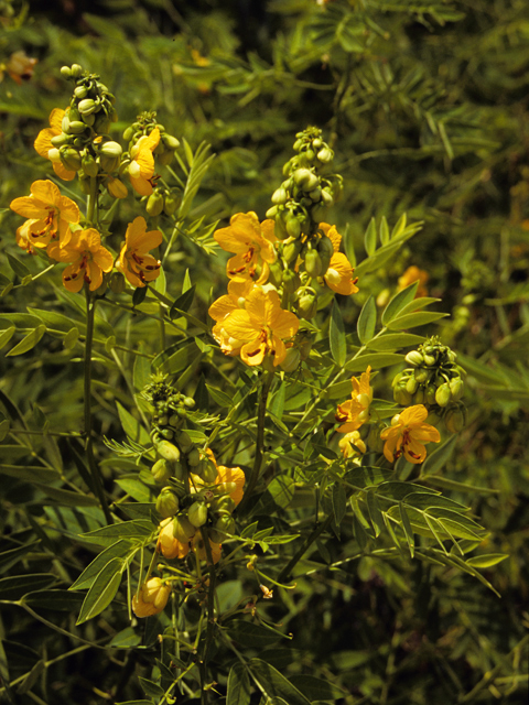 Senna hirsuta var. glaberrima (Woolly senna) #24565