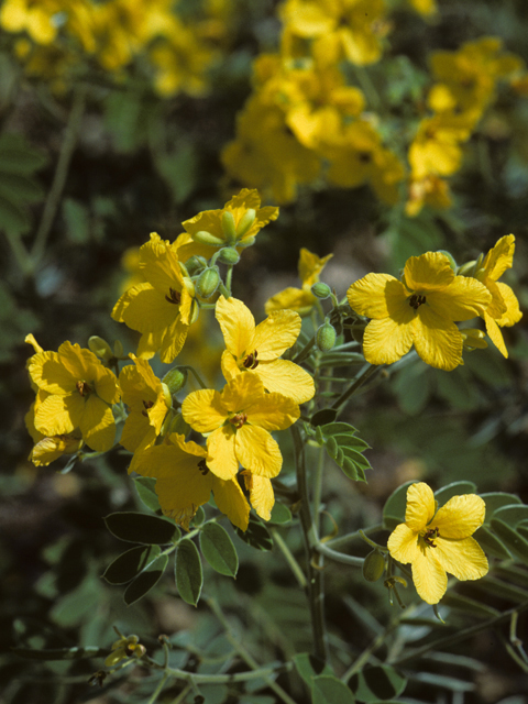 Senna lindheimeriana (Lindheimer's senna) #24567