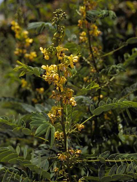 Senna marilandica (Maryland senna) #24570