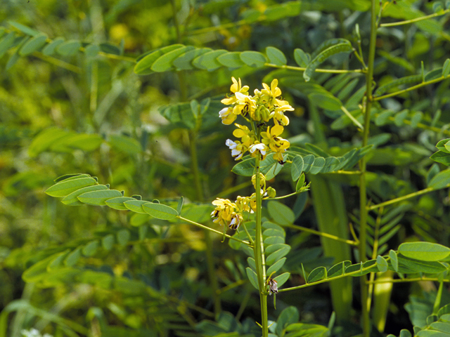 Senna marilandica (Maryland senna) #24572