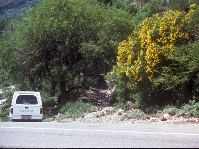 Senna wislizeni (Canyon senna) #24574