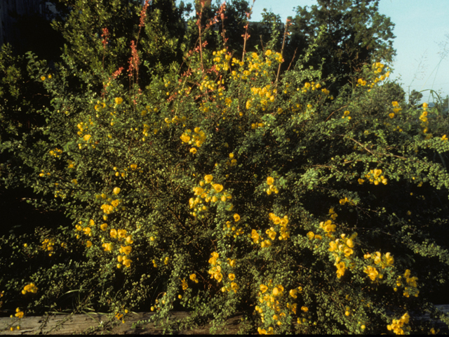 Senna wislizeni (Canyon senna) #24575