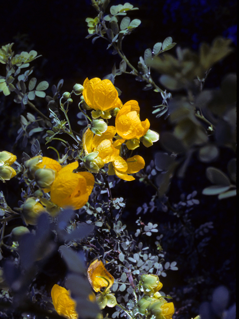 Senna wislizeni (Canyon senna) #24576