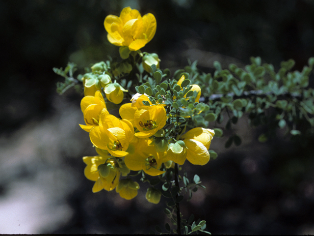 Senna wislizeni (Canyon senna) #24577