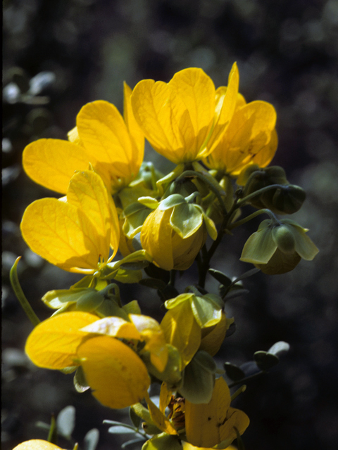 Senna wislizeni (Canyon senna) #24579