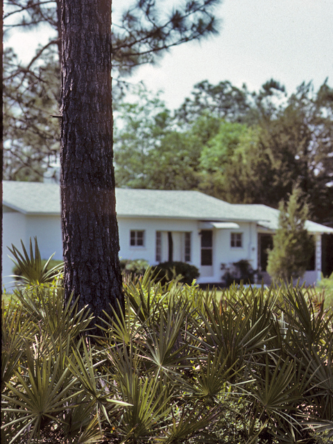 Serenoa repens (Saw palmetto) #24580