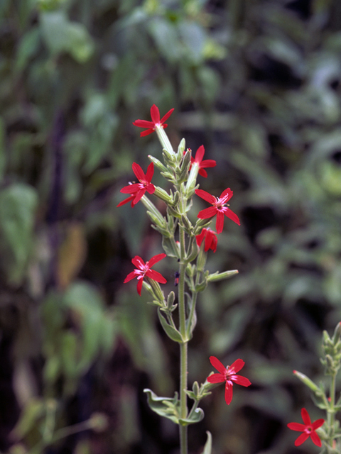 Silene regia (Royal catchfly) #24587