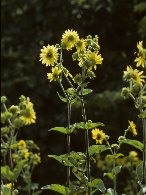 Silphium gracile (Slender rosinweed) #24592