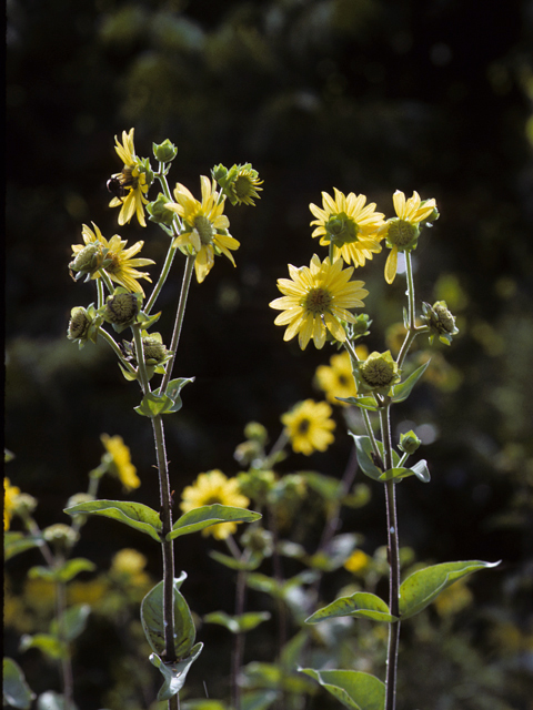 Silphium gracile (Slender rosinweed) #24593