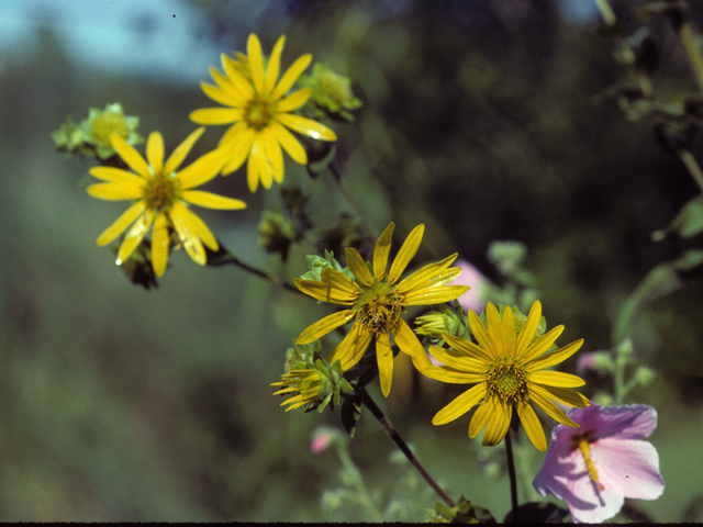 Silphium gracile (Slender rosinweed) #24594