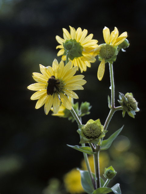 Silphium gracile (Slender rosinweed) #24595