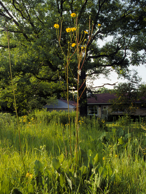 Silphium terebinthinaceum (Prairie rosinweed) #24606