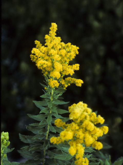 Solidago canadensis var. salebrosa (Salebrosa goldenrod) #24639