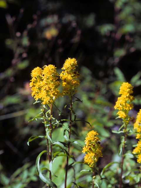 Solidago simplex (Mt. albert goldenrod) #24653