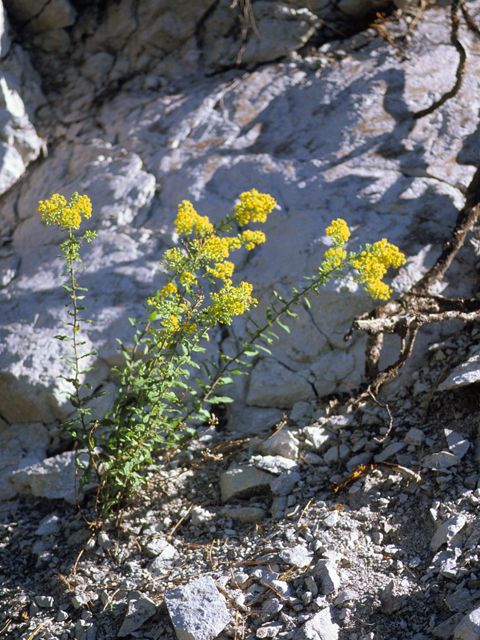 Solidago wrightii (Wright's goldenrod) #24656