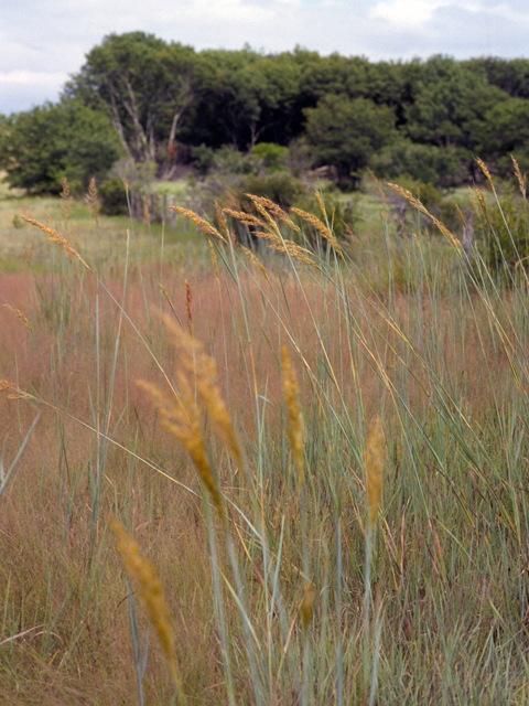 Sorghastrum nutans (Indiangrass) #24684