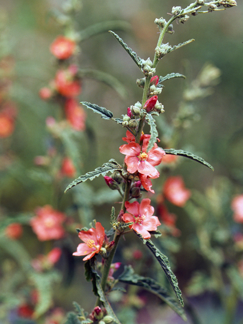 Sphaeralcea angustifolia (Narrowleaf globemallow) #24711