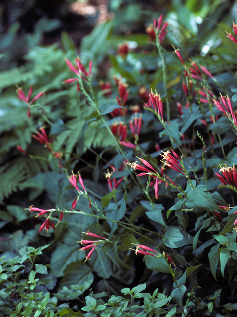 Spigelia marilandica (Woodland pinkroot) #24721