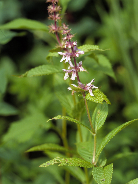 Stachys palustris (Marsh hedgenettle) #24736