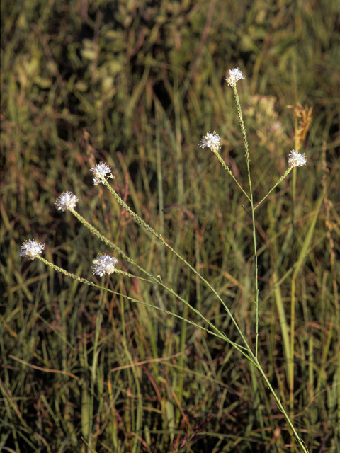 Stenosiphon linifolius (False gaura) #24763