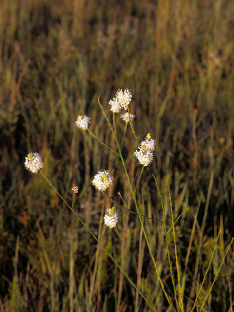 Stenosiphon linifolius (False gaura) #24764