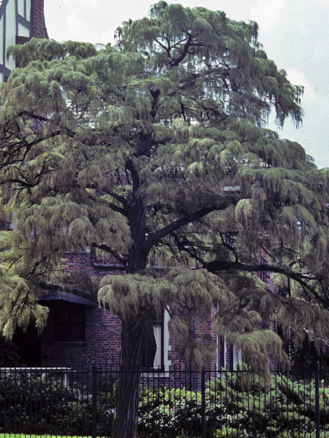 Taxodium ascendens (Pond cypress) #24796