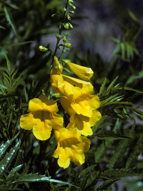 Tecoma stans (Yellow bells) #24812