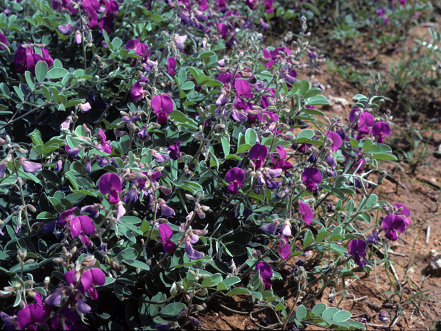 Tephrosia lindheimeri (Lindheimer's hoarypea) #24814