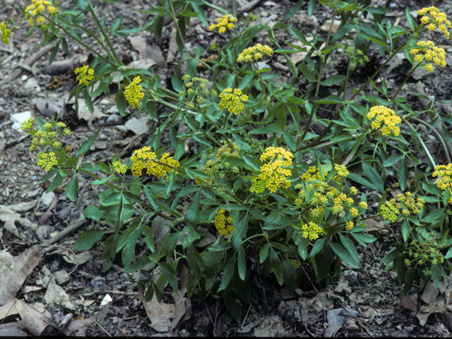 Thaspium barbinode (Hairy-jointed meadowparsnip) #24837