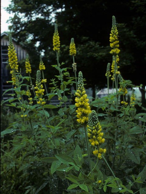 Thermopsis villosa (Carolina bushpea) #24851