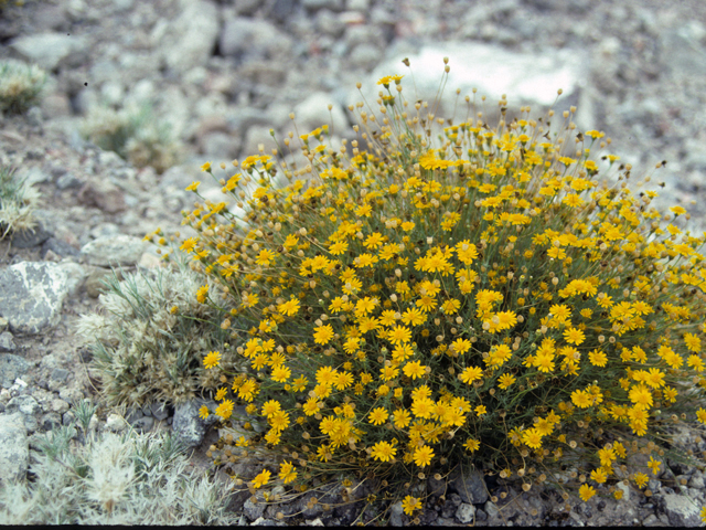 Thymophylla acerosa (Prickly-leaf dogweed) #24855