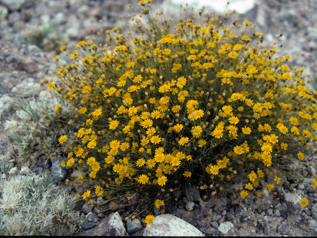 Thymophylla acerosa (Prickly-leaf dogweed) #24856